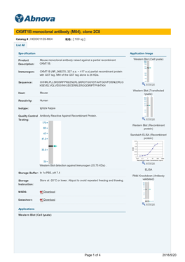 CKMT1B Monoclonal Antibody (M04), Clone 2C8