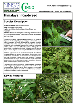 Himalayan Knotweed