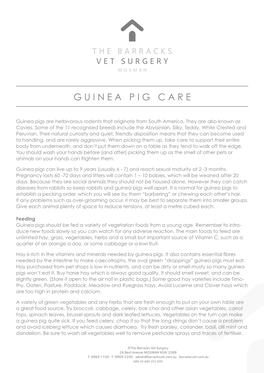 Guinea Pig Care