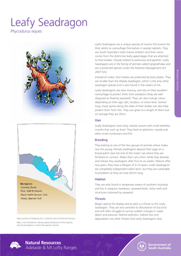 Leafy Seadragon Phycodurus Eques