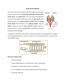 Aortic Arch Evolution