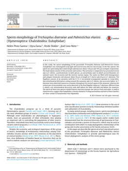 Sperm Morphology of Trichospilus Diatraeae and Palmistichus Elaeisis