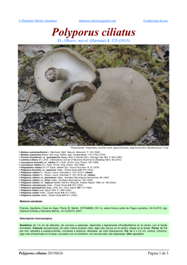 Polyporus Ciliatus