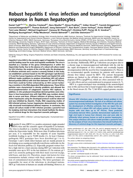 Robust Hepatitis E Virus Infection and Transcriptional Response in Human Hepatocytes