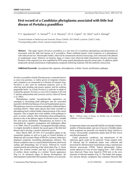 First Record of a Candidatus Phytoplasma Associated with Little Leaf Disease of Portulaca Grandiﬂora