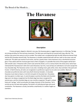 The Havanese