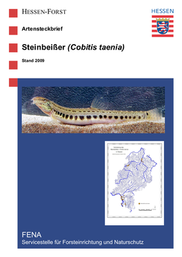 Artensteckbrief