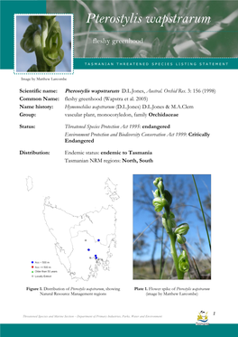 Pterostylis Wapstrarum Wapstrarum (Fleshy Greenhood)