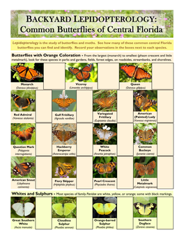 Backyard Butterflies, Lepidopterology Study & ID Guide