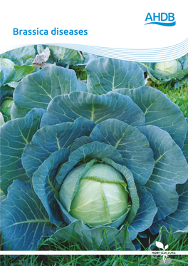 Brassica Diseases