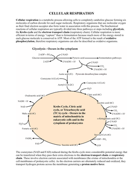 Cellular Respiration