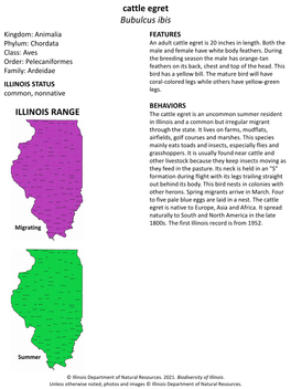 Cattle Egret Bubulcusibis ILLINOIS RANGE