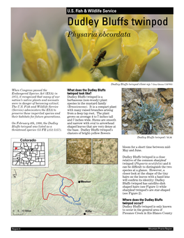 Dudley Bluffs Twinpod Physaria Obcordata