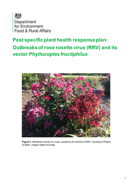 Rose Rosette Virus (RRV) and Its Vector Phyllocoptes Fructiphilus