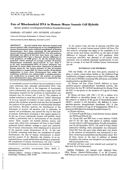 Fate of Mitochondrial DNA in Human-Mouse Somatic Cell Hybrids (Density Gradient Centrifugation/Ethidium Bromide/Karyotype)