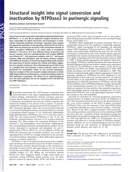 Structural Insight Into Signal Conversion and Inactivation by Ntpdase2 in Purinergic Signaling