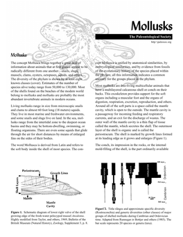 Mollusksmollusks the Paleontological Society Http:\\Paleosoc.Org