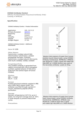 COX6A2 Antibody (Center) Affinity Purified Rabbit Polyclonal Antibody (Pab) Catalog # Ap9616c