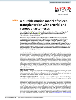 A Durable Murine Model of Spleen Transplantation with Arterial And