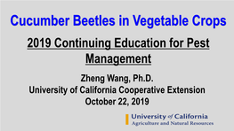 Cucumber Beetles in Vegetable Crops 2019 Continuing Education for Pest Management Zheng Wang, Ph.D