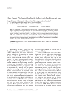 Giant Eunicid Polychaetes (Annelida) in Shallow Tropical and Temperate Seas