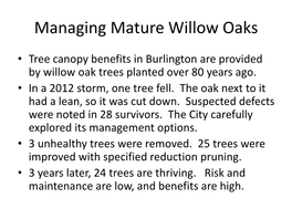 Managing Mature Willow Oaks