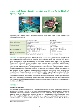 Loggerhead Turtle (Caretta Caretta) and Green Turtle (Chelonia Mydas) – Cyprus