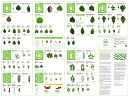 Street Tree ID Guide