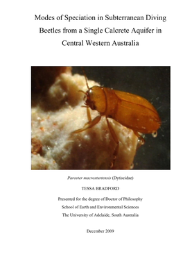 Modes of Speciation in Subterranean Diving Beetles from a Single Calcrete Aquifer in Central Western Australia