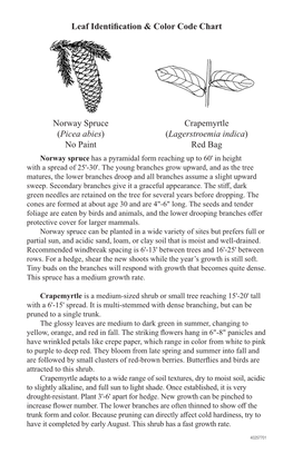 Leaf Identification & Color Code Chart Norway Spruce (Picea Abies) No Paint Crapemyrtle (Lagerstroemia Indica) Red