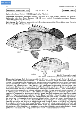 Epinephelus Retouti Bleeker, 1868:339 (Type Locality: Réunion)