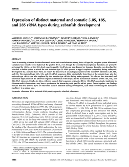 Expression of Distinct Maternal and Somatic 5.8S, 18S, and 28S Rrna Types During Zebrafish Development