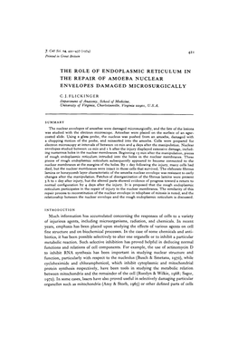 The Role of Endoplasmic Reticulum in the Repair of Amoeba Nuclear Envelopes Damaged Microsurgically