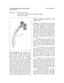 Chrysothamnus Parryi (Gray) Greene Parry Rabbitbrush ASTERACEAE
