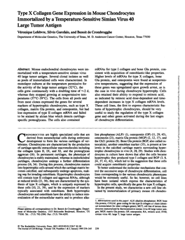 Type X Collagen Gene Expression in Mouse Chondrocytes Immortalized by a Temperature-Sensitive Simian Virus 40 Large Tumor Antige