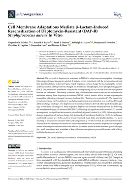 Cell Membrane Adaptations Mediate -Lactam-Induced