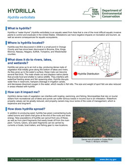 Hydrilla Fact Sheet