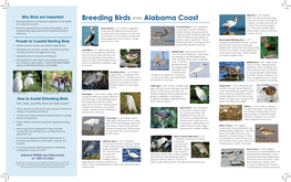 Breeding Birds of the Alabama Coast