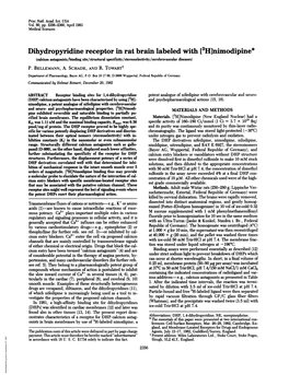 Dihydropyridine Receptor in Rat Brain Labeled With