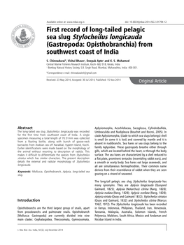 Sea Slug Stylocheilus Longicauda (Gastropoda: Opisthobranchia) from Southwest Coast of India