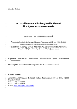 A Novel Intramandibular Gland in the Ant Brachyponera Sennaarensis