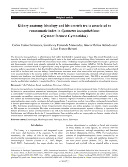 Kidney Anatomy, Histology and Histometric Traits Associated to Renosomatic Index in Gymnotus Inaequilabiatus (Gymnotiformes: Gymnotidae)