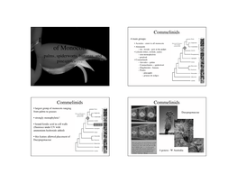 Diversity and Evolution of Monocots