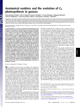 Anatomical Enablers and the Evolution of C4 Photosynthesis in Grasses