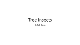 Tree Insects by Bob Banks #1 Aphids They Come in Green, Black, Brown, Pink and Invisible