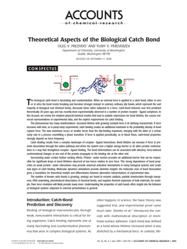 Theoretical Aspects of the Biological Catch Bond OLEG V