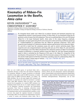 Kinematics of Ribbonfin Locomotion in the Bowfin, Amia Calva