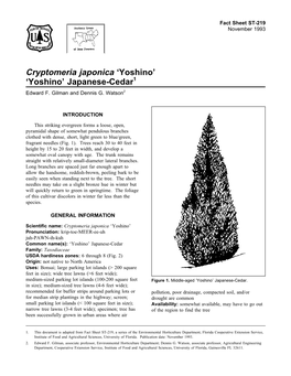 Cryptomeria Japonica ‘Yoshino’ ‘Yoshino’ Japanese-Cedar1 Edward F