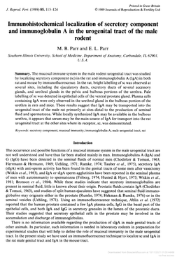 And Immunoglobulin a in the Urogenital Tract of the Male Rodent
