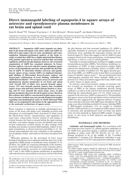 Direct Immunogold Labeling of Aquaporin-4 in Square Arrays of Astrocyte and Ependymocyte Plasma Membranes in Rat Brain and Spinal Cord